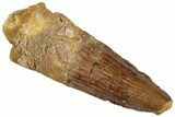 Fossil Spinosaurus Tooth - Real Dinosaur Tooth #292677-1